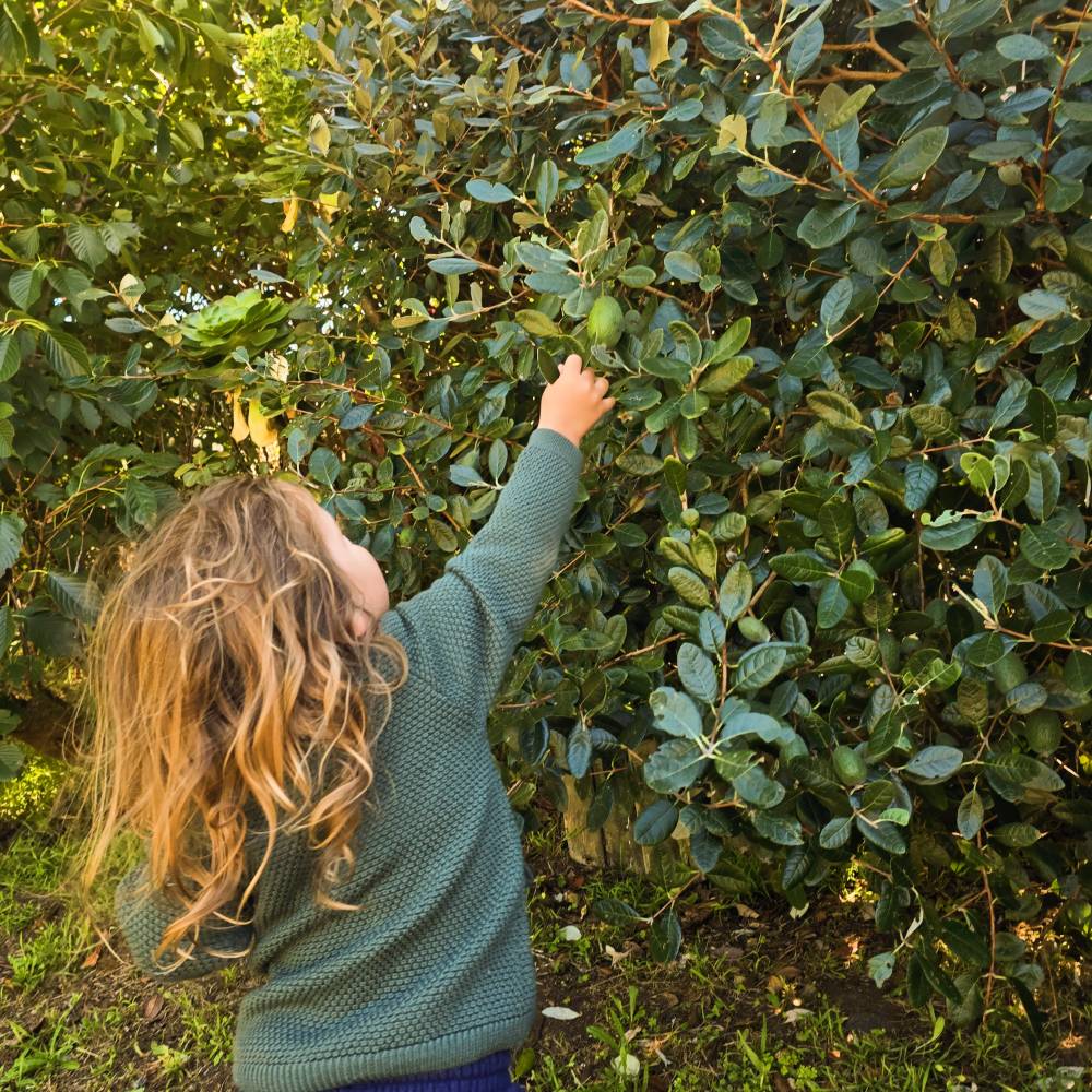 Merino Knit Cardigan - Dark Green